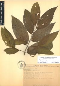 Piper aduncum image