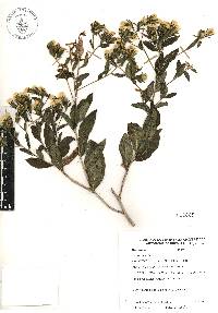 Trixis inula image