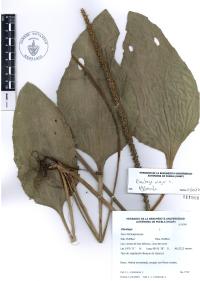 Plantago major image