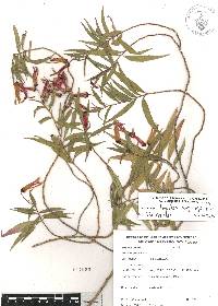 Lobelia laxiflora subsp. angustifolia image