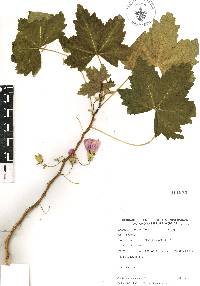 Malva assurgentiflora image