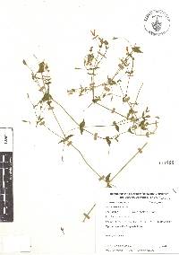 Arenaria lanuginosa image