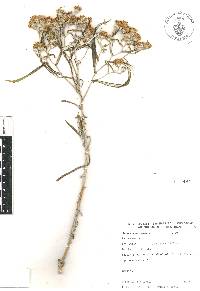 Senecio cinerarioides image