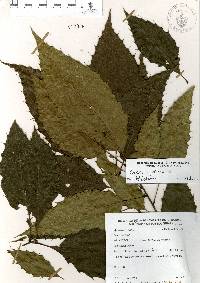 Quercus skinneri image