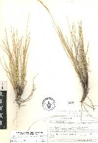 Aristida curvifolia image