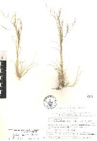 Aristida havardii image