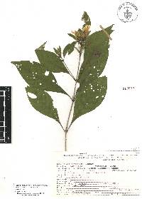Ruellia foetida image