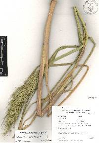 Echinochloa holciformis image