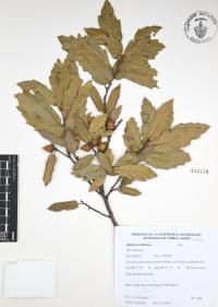 Quercus castanea image