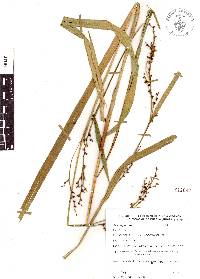 Scleria gaertneri image