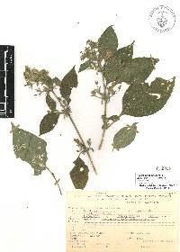 Ruellia galeottii image
