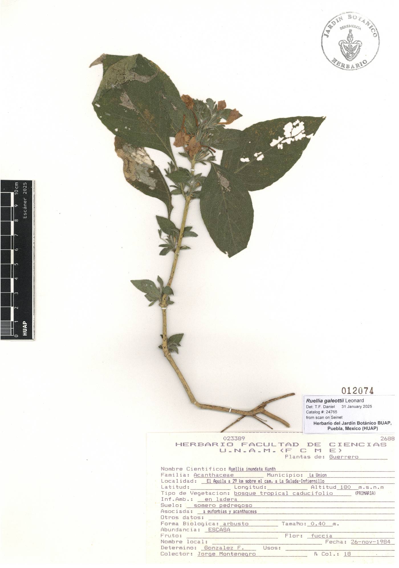 Ruellia galeottii image