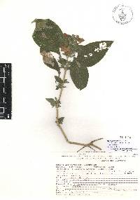 Ruellia galeottii image