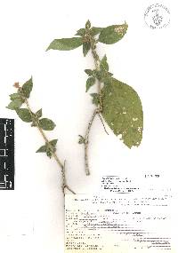 Ruellia galeottii image