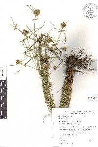 Cyperus lanceolatus image