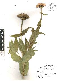 Zinnia violacea image