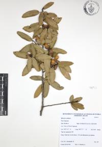 Quercus castanea image