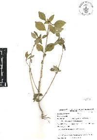 Euphorbia cyathophora image