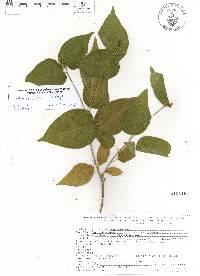 Image of Croton balsensis