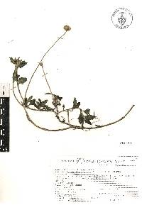 Tridax procumbens image