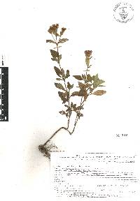 Stevia ovata image