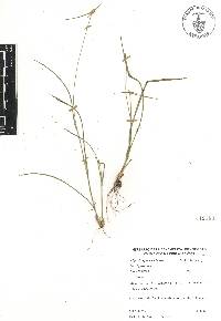 Rhynchospora radicans image