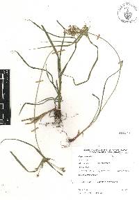 Cyperus tenuis image