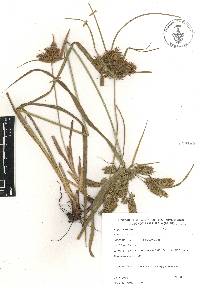 Cyperus tenuis image