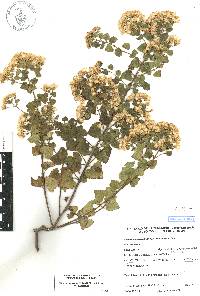 Ageratina espinosarum image