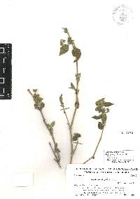 Ruellia galeottii image