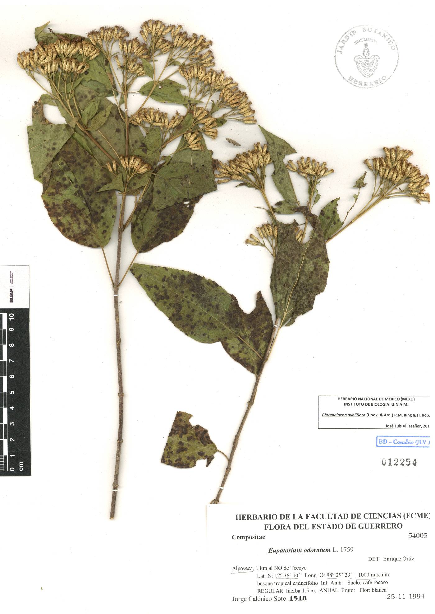 Chromolaena ovaliflora image