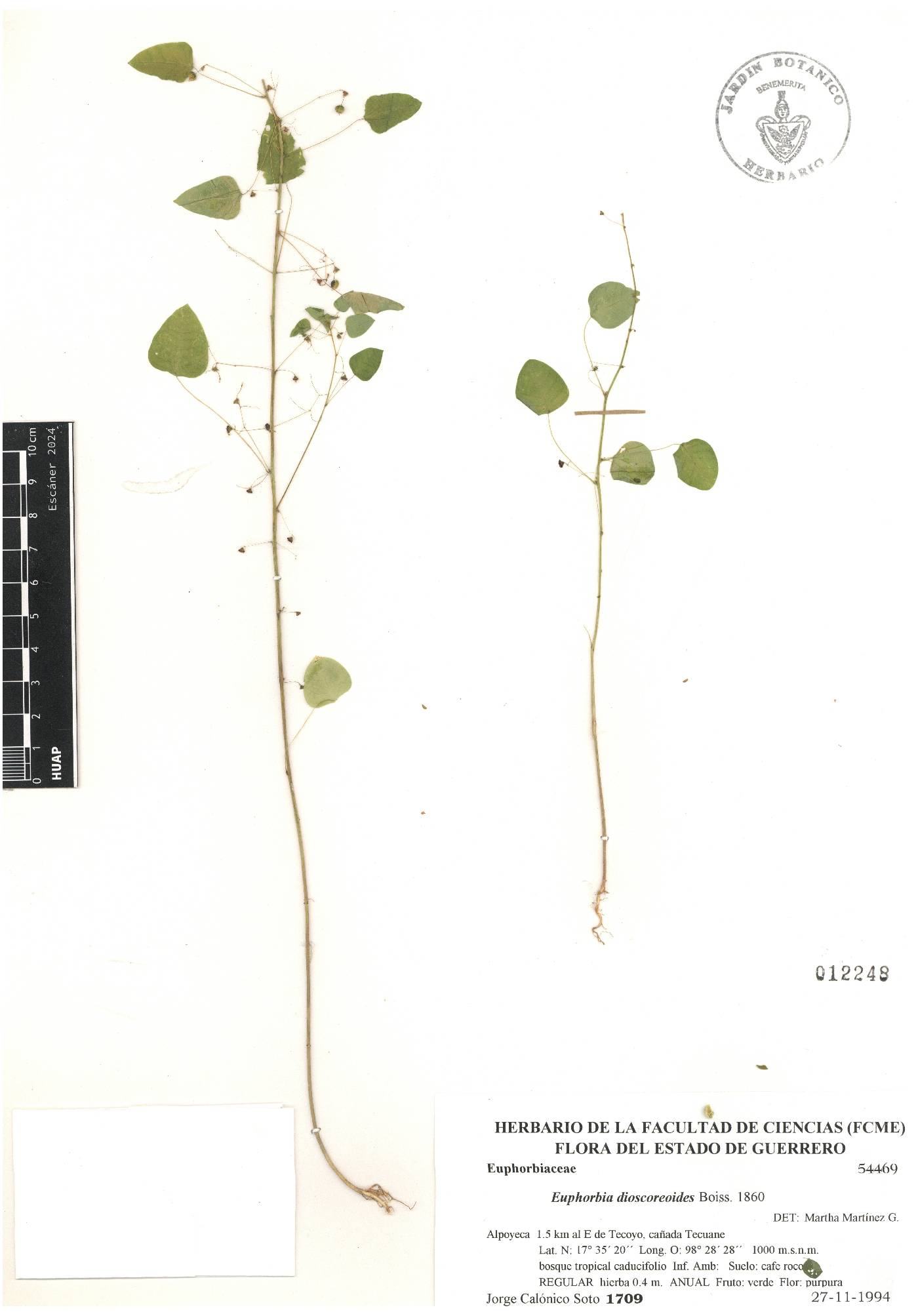 Euphorbia dioscoreoides image