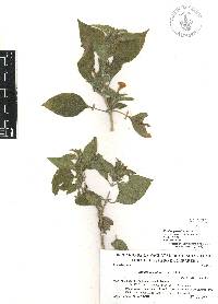 Ruellia galeottii image