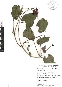 Ipomoea hastigera image