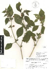 Ruellia galeottii image