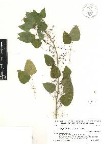 Euphorbia dioscoreoides image