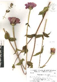 Zinnia violacea image