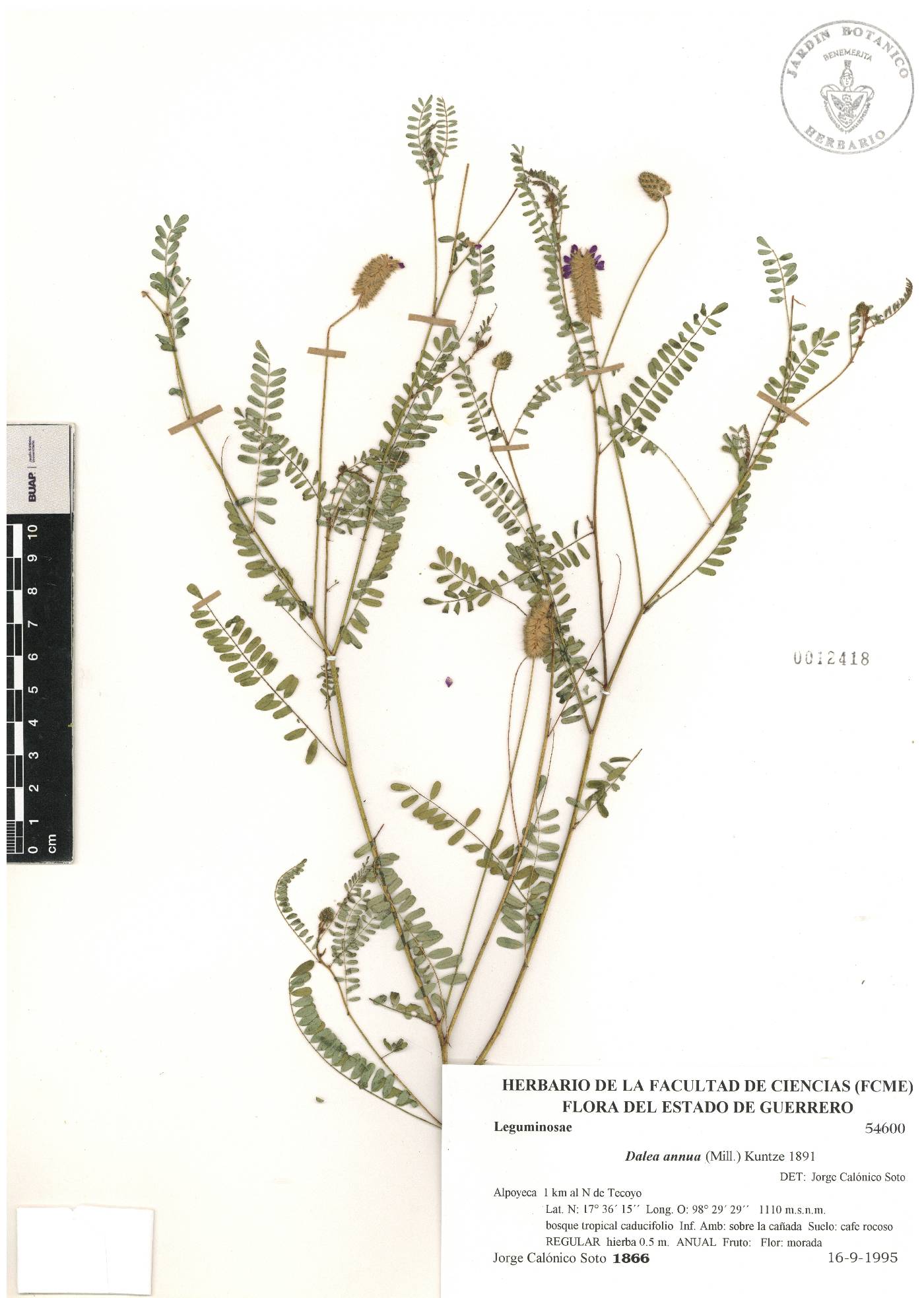 Dalea cliffortiana image