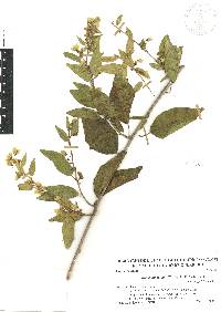 Calycobolus nutans image