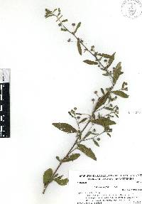 Sida rhombifolia image