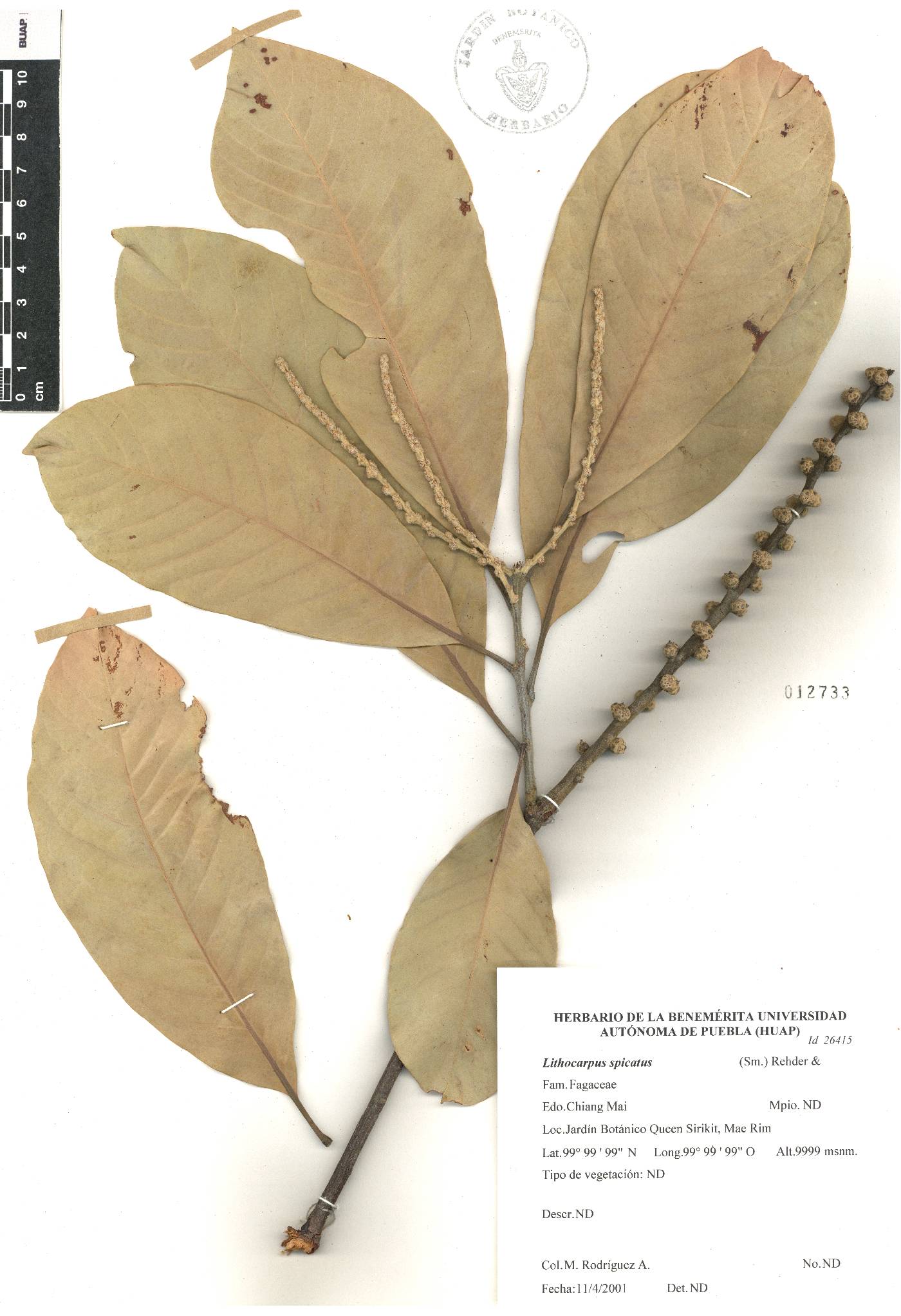 Lithocarpus elegans image