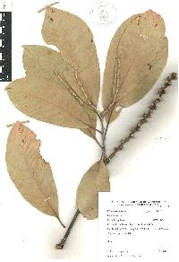 Lithocarpus elegans image