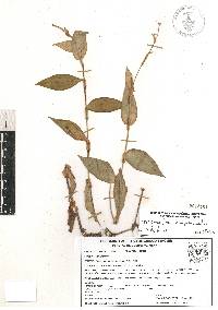 Tripogandra amplexicaulis image