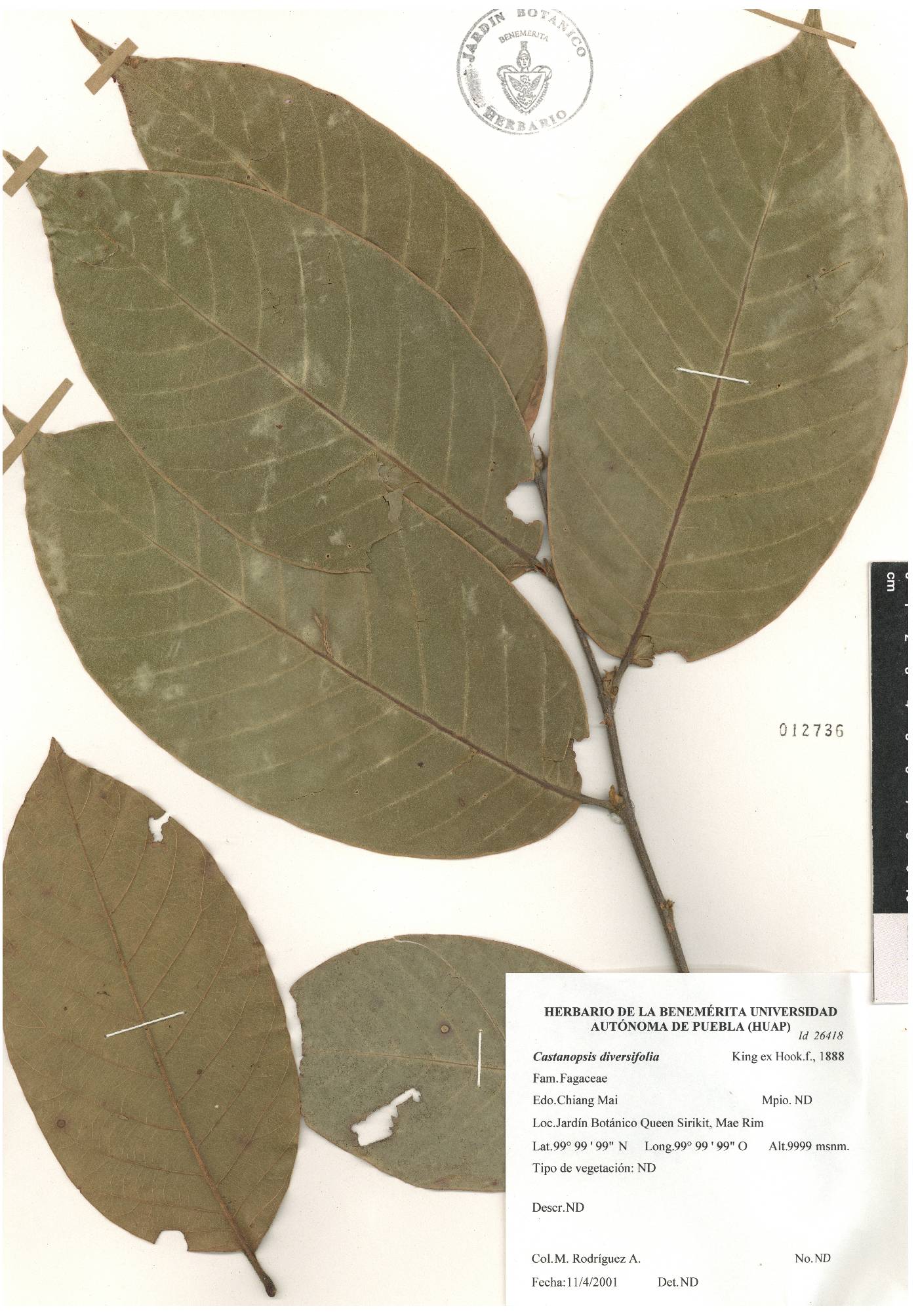 Castanopsis diversifolia image