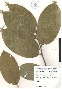 Image of Castanopsis diversifolia