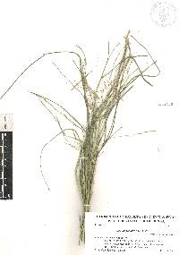 Aristida ternipes image