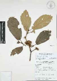 Quercus candicans image