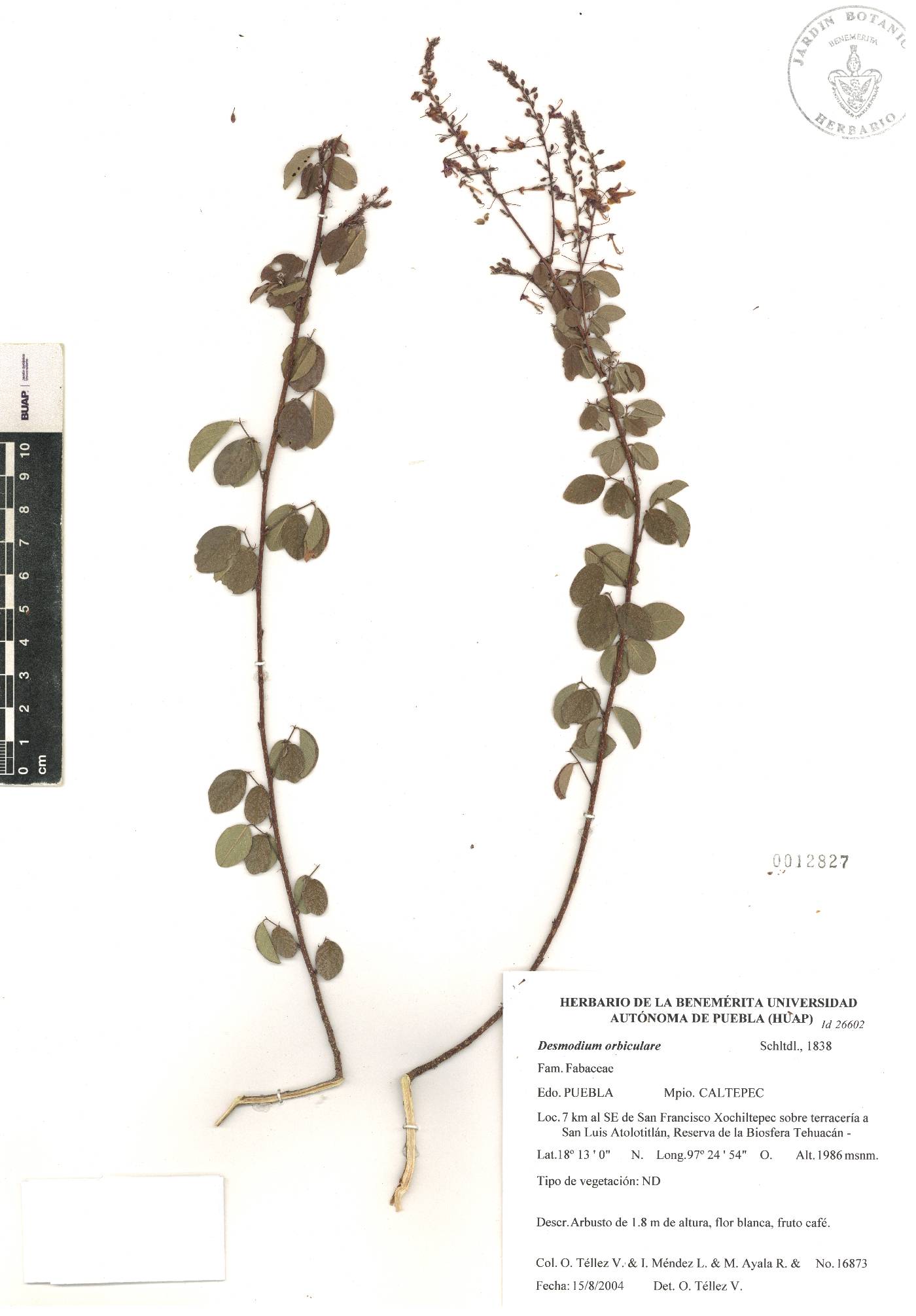 Desmodium orbiculare image