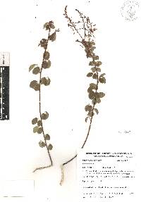 Desmodium orbiculare image