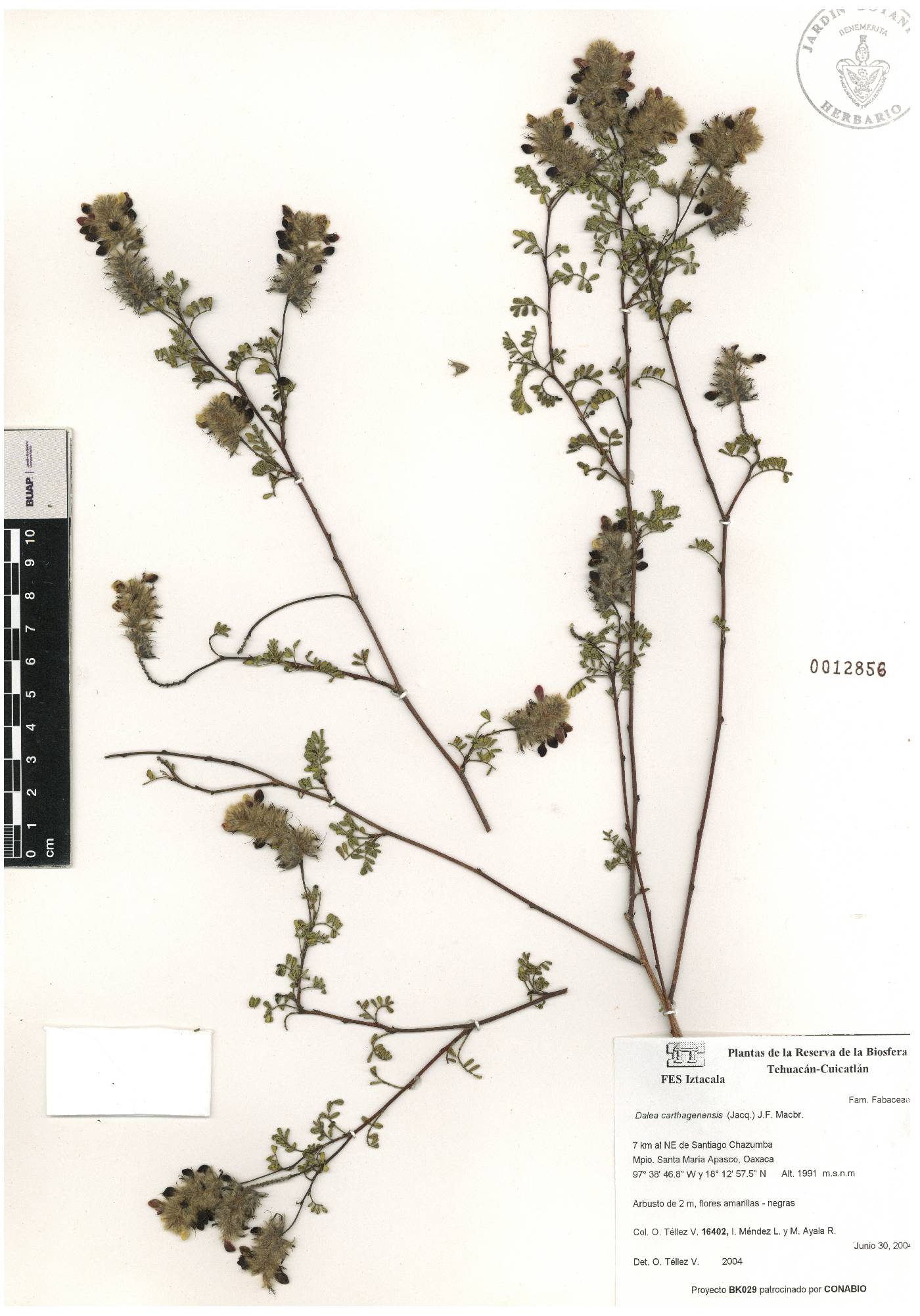 Dalea carthagenensis image